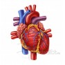 Ишемическая болезнь сердца: виды и клиническая картина