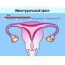 Нерегулярный менструальный цикл. Классификация нарушений, основные причины и симптомы сбоев Нерегулярный менструальный цикл. Классификация нарушений, основные причины и симптомы сбоев
