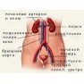 Цистит – женская беда… Цистит – женская беда…