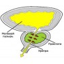 Простатит, симптомы, диагностика и лечение